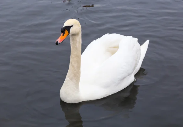 Swan i vattnet på jakt efter mat — Stockfoto