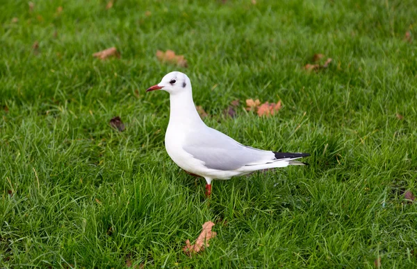 Weiße Taube auf einer grünen Wiese — Stockfoto