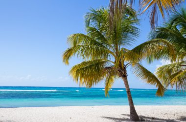 Palmiye ağaçları Isla Saona beach