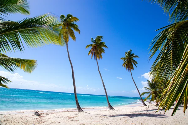 Пальмы на пляже острова Саона — стоковое фото