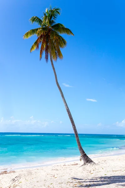 Palmera en la playa de Isla Saona — Foto de Stock