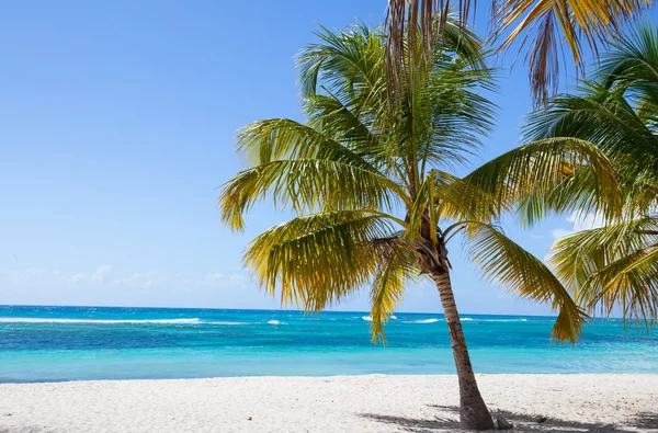 Pohon palem di pantai Isla Saona — Stok Foto