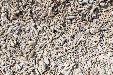 kumlu sahilde ağartma mercan