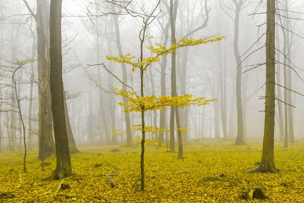 Фантастический лес с туманом и желтыми листьями — стоковое фото