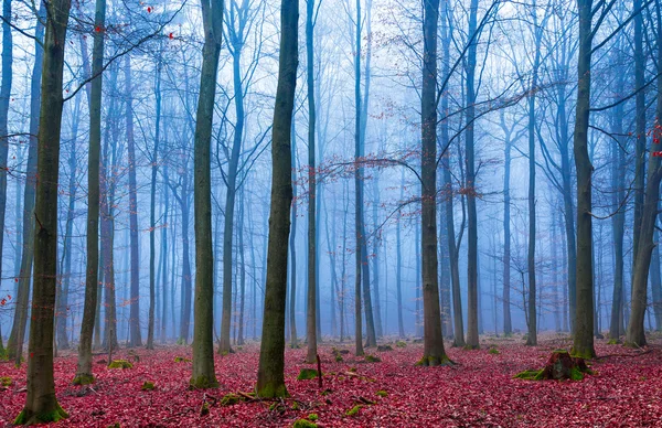 Зачарований ліс в тумані в синьо-рожевому — стокове фото