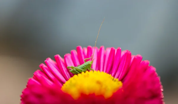 Pequeno gafanhoto sentado em uma flor — Fotografia de Stock