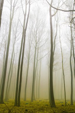 Fantezi orman sis ve sarı yaprakları ile