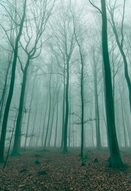 Fantezi orman yeşil siste