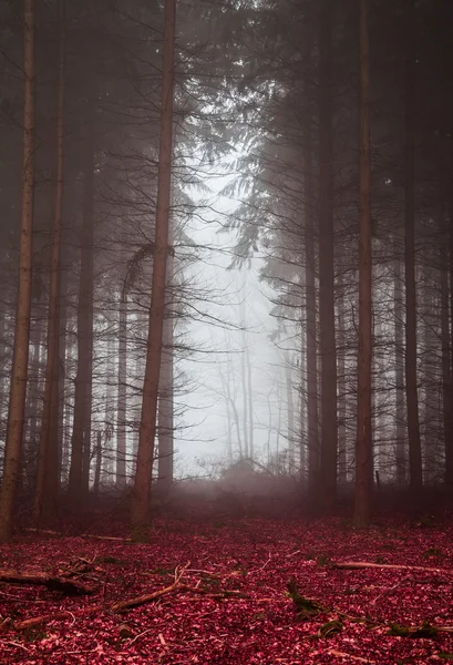 Sötét erdő a ködben a vörös lomb — Stock Fotó