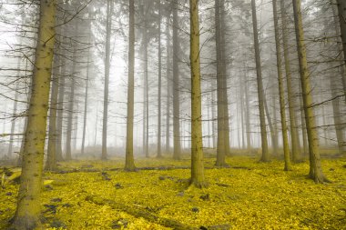 Mystical forest with fog and yellow foliage clipart