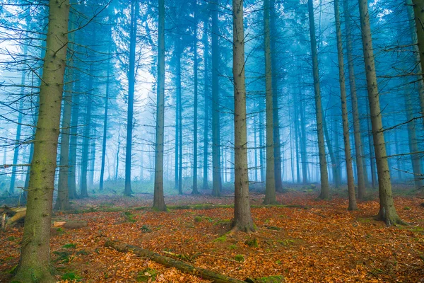 Floresta mística no nevoeiro em azul e laranja — Fotografia de Stock