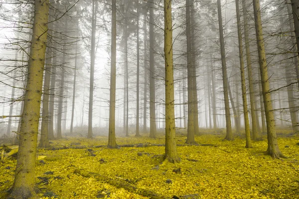 Mystical forest with fog and yellow foliage — 스톡 사진