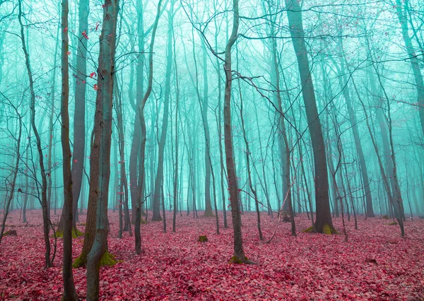 Mystical forest in red and turquoise — Stok fotoğraf