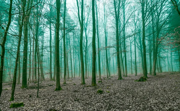 Mystical Forest in the fog in Green — Stock Fotó