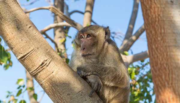 Monkey at Khao Takiab Temple in Hua Hin Thailand — Stock Photo, Image