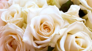 Güzel çiçekler, yakın plan güller.