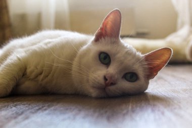 Kedi yerde yatıyor.