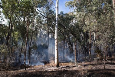 Kontrollü yangın yanık