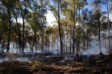 Kontrollü yangın yanık