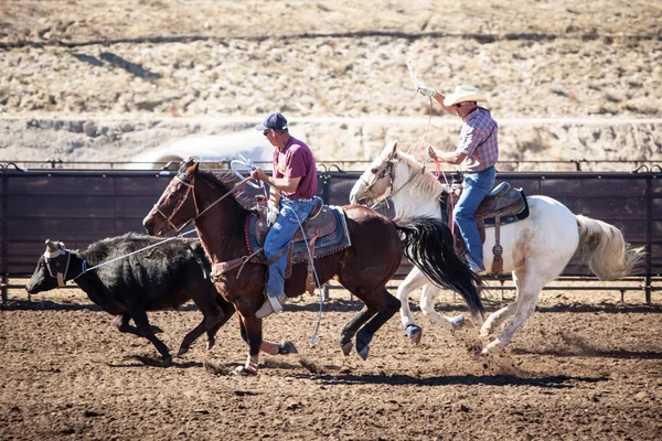 Team Roping Competition — Stock Photo, Image