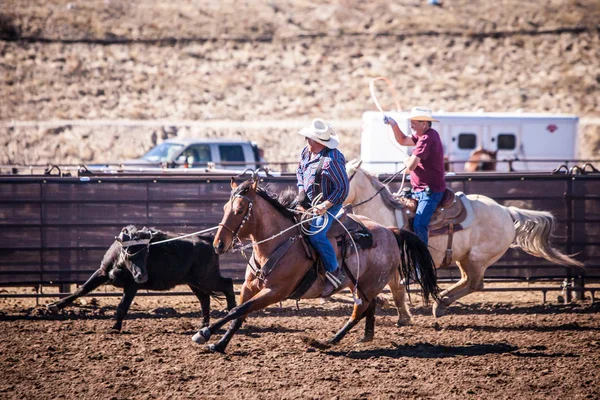 Team Roping konkurrens — Stockfoto