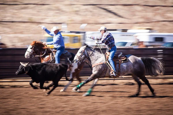 Team Roping concorrenza — Foto Stock