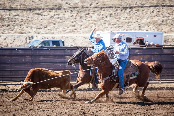 Competição Team Roping — Fotografia de Stock