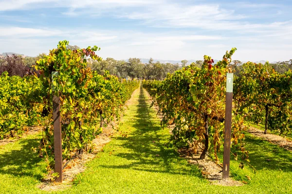 Vinos del Valle Alpino en otoño —  Fotos de Stock