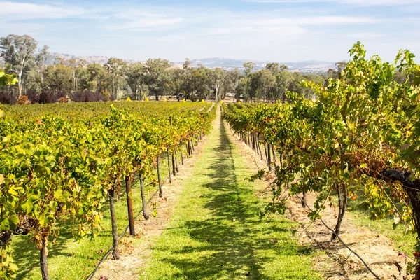 Alpine Valley Vines in Autumn — Stock Photo, Image