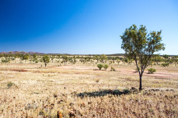 Outback-Landschaft im Sommer — Stockfoto