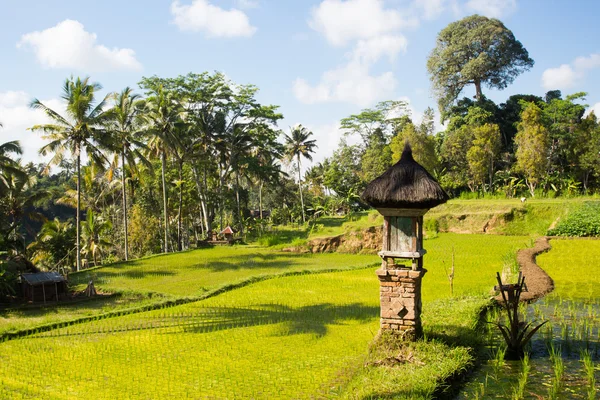 Campos de arroz perto de Ubud na Indonésia — Fotografia de Stock