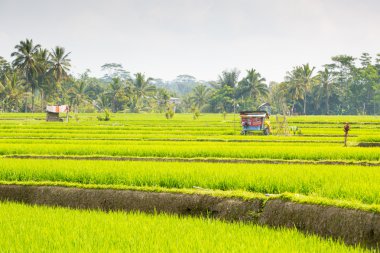 Endonezya 'da Pirinç Tarlaları Ubud' a yakın