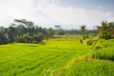 Endonezya 'da Pirinç Tarlaları Ubud' a yakın