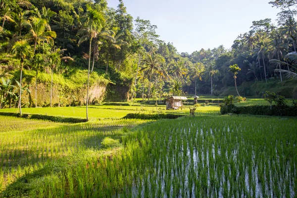 Campos de arroz perto de Ubud na Indonésia — Fotografia de Stock