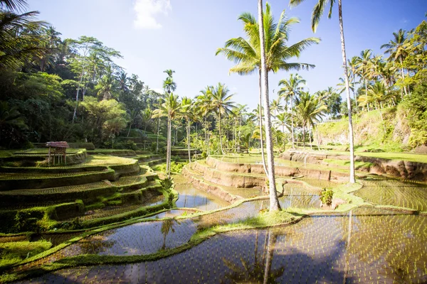 Рисові поля поблизу Убуда в Індонезії — стокове фото