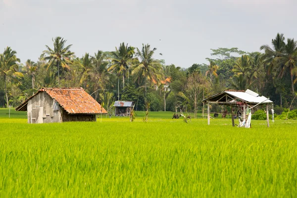 Campos de arroz perto de Ubud na Indonésia — Fotografia de Stock