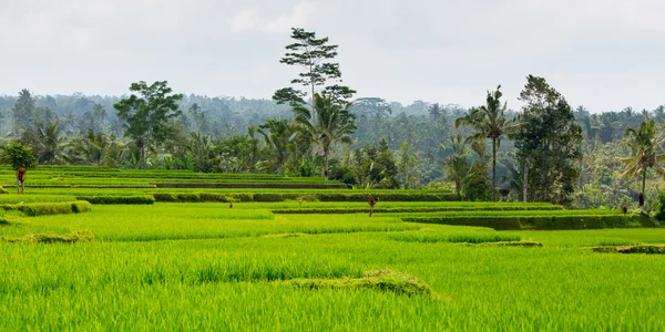 Campos de arroz perto de Ubud na Indonésia — Fotografia de Stock