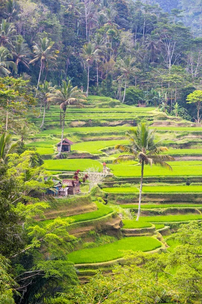 Campos de arroz perto de Ubud na Indonésia — Fotografia de Stock