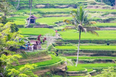 Endonezya 'da Pirinç Tarlaları Ubud' a yakın