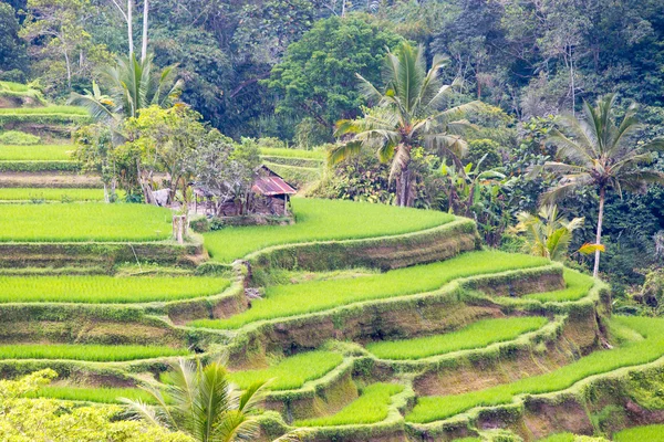 Campos de arroz perto de Ubud na Indonésia — Fotografia de Stock