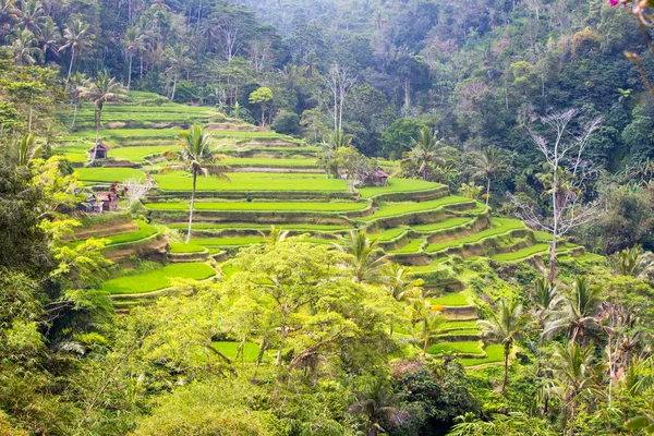 Rizs mezők közelében Ubud Indonéziában — Stock Fotó