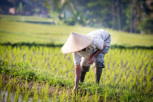 Balinesiska Rice jordbrukare — Stockfoto