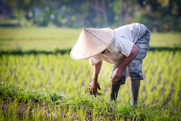 Produtor de arroz balinês — Fotografia de Stock