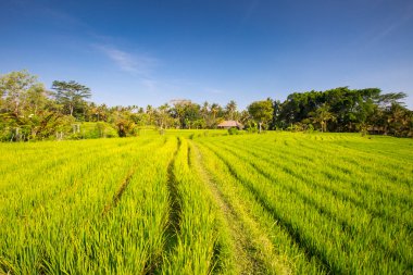 Endonezya 'da Pirinç Tarlaları Ubud' a yakın