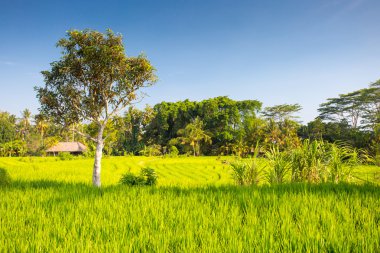 Endonezya 'da Pirinç Tarlaları Ubud' a yakın
