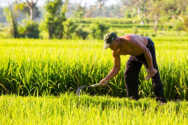 Endonezya 'da Ubud yakınlarında pirinç yetiştiricisi