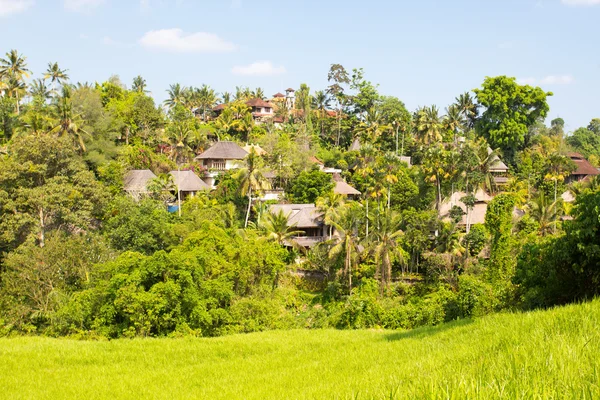 Campuhan Ridge Walk — Stock Photo, Image