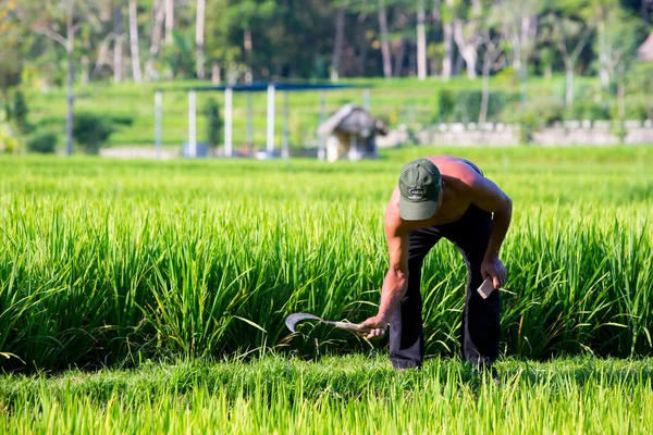 Agricultor de arroz perto de Ubud na Indonésia — Fotografia de Stock