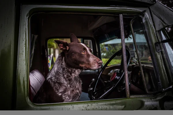 Australischer Kelpie-Hund — Stockfoto