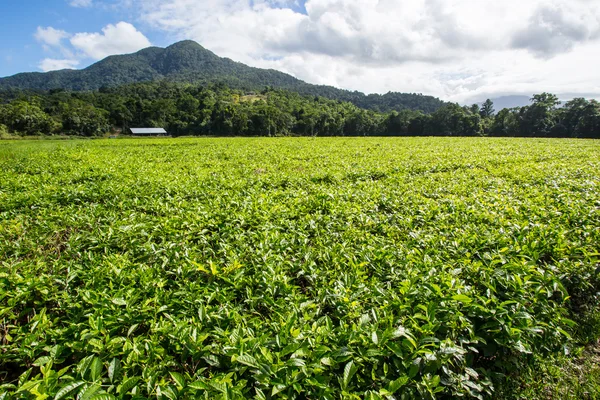 Daintree Çay Çiftliği — Stok fotoğraf